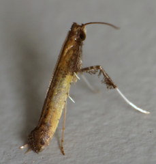 Caloptilia azaleella