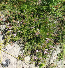 Muraltia knysnaensis