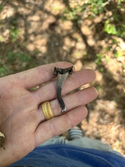 Craterellus fallax image