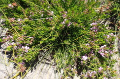 Muraltia knysnaensis