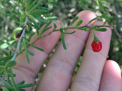 Lycium carolinianum