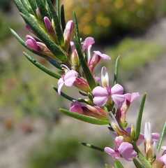 Muraltia knysnaensis