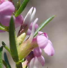 Muraltia knysnaensis