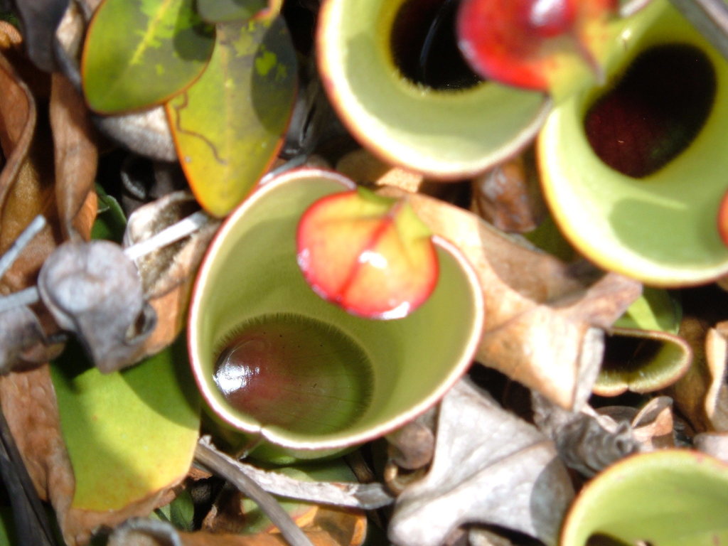 Heliamforas — Heliamphora spp.