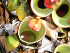 Heliamphora heterodoxa