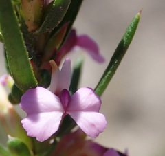 Muraltia knysnaensis