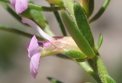 Muraltia knysnaensis