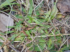 Plantago lanceolata