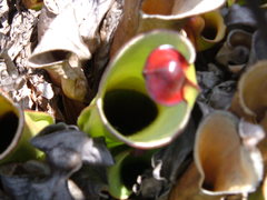 Heliamphora heterodoxa