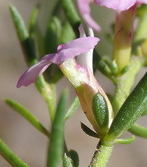 Muraltia knysnaensis