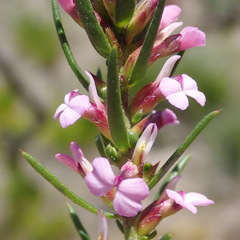 Muraltia knysnaensis