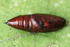 Cleora cinctaria