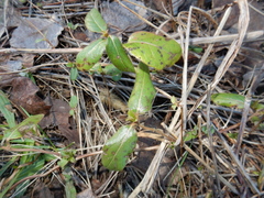 Magnoliopsida