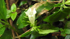 Tripterospermum taiwanense