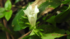 Tripterospermum taiwanense