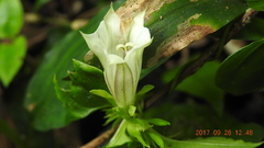 Tripterospermum taiwanense