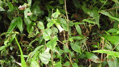 Tripterospermum taiwanense