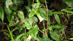 Tripterospermum taiwanense