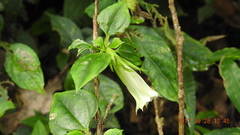 Tripterospermum taiwanense