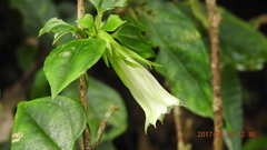 Tripterospermum taiwanense