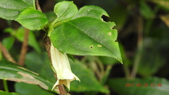 Tripterospermum taiwanense