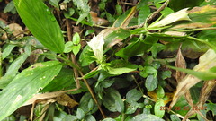 Tripterospermum taiwanense