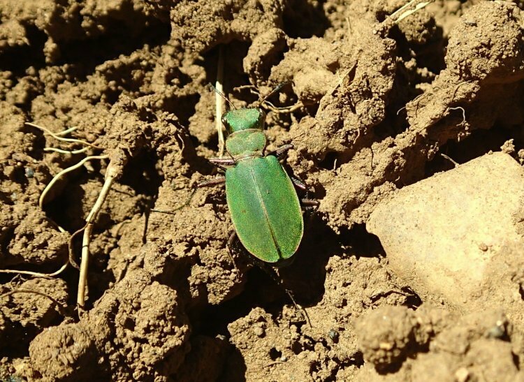 Cicindela segonzaci