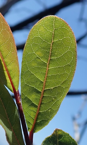 Image of Lachnostylis hirta by (c) Nicola van Berkel, some rights reserved (CC BY-SA)