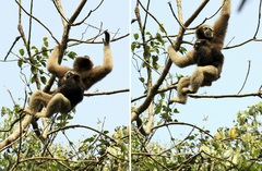 Western Hoolock Gibbon photo 2