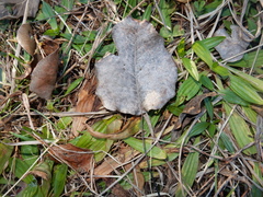 Pyrus calleryana