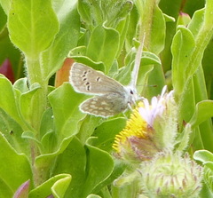 Icaricia icarioides parapheres