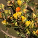 Fir Capegorse - Photo (c) Tony Rebelo, some rights reserved (CC BY-SA), uploaded by Tony Rebelo