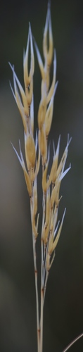 Image of Pentameris macrocalycina by (c) Tony Rebelo, some rights reserved (CC BY-SA)