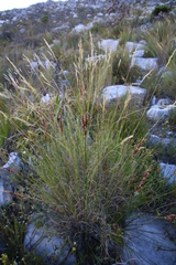Pentameris macrocalycina