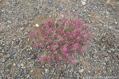 Anabasis brevifolia