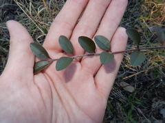 Ligustrum sinense