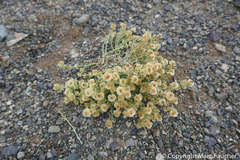 Anabasis brevifolia
