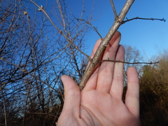 Magnoliopsida