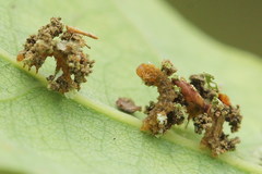 Comibaena bajularia