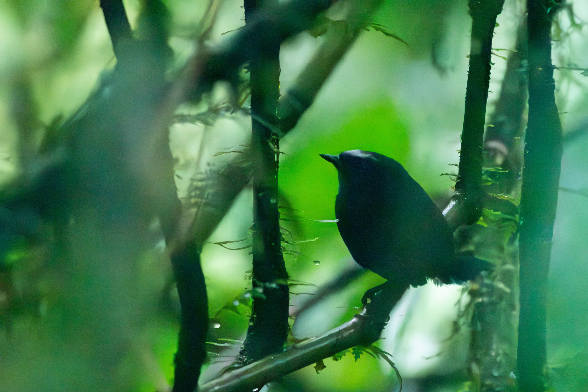 Silvery-fronted Tapaculo (Scytalopus argentifrons), photo 5