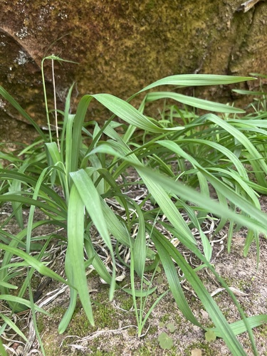 Stenanthium diffusum (Stenanthium diffusum)