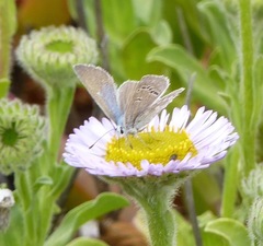 Icaricia icarioides parapheres