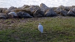 Eudocimus albus