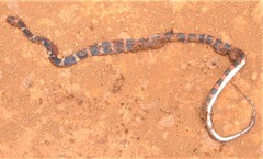 Oxyrhopus petolarius