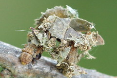 Comibaena bajularia
