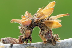 Comibaena bajularia