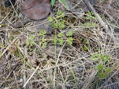 Apiaceae