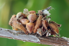 Comibaena bajularia