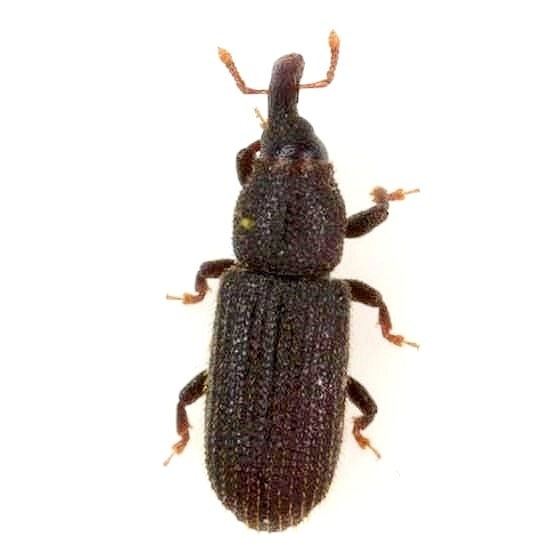 Nyssonotus
