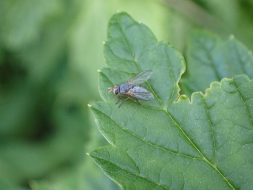 Hebia flavipes